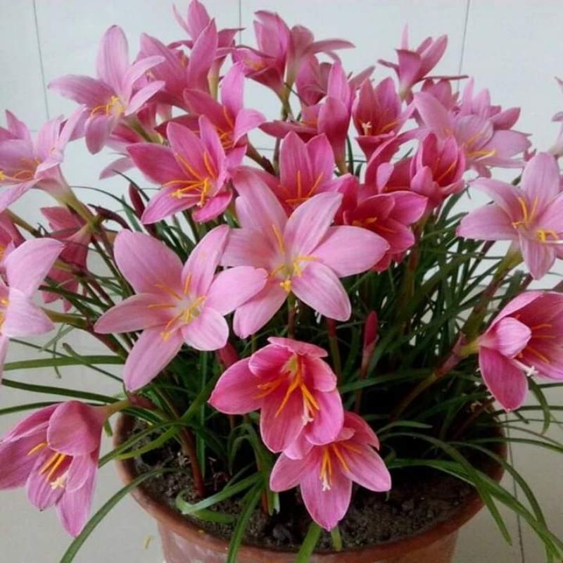 Củ huệ mưa ngoại hồng Pink ra loa liên tục quanh năm