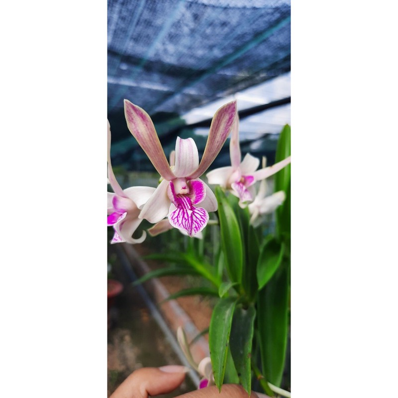Hoa Lan Dendro nắng Tai Thỏ, Den. Rabit