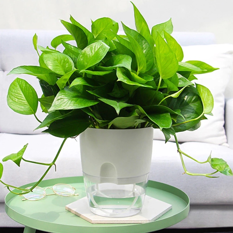 Chậu trồng cây mini Oliz A7. Chậu cây để bàn có chức năng tự tưới nước cho cây
