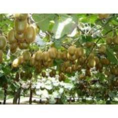 Gói hạt giống kiwi vàng hạt giống chuẩn 10H , cây đẹp, giống chuẩn