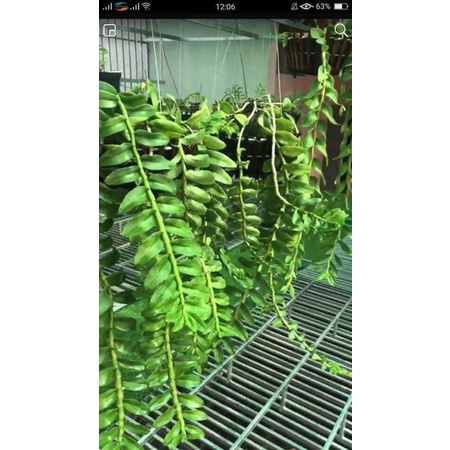 Phân bón Nhật bật mầm tua tủa