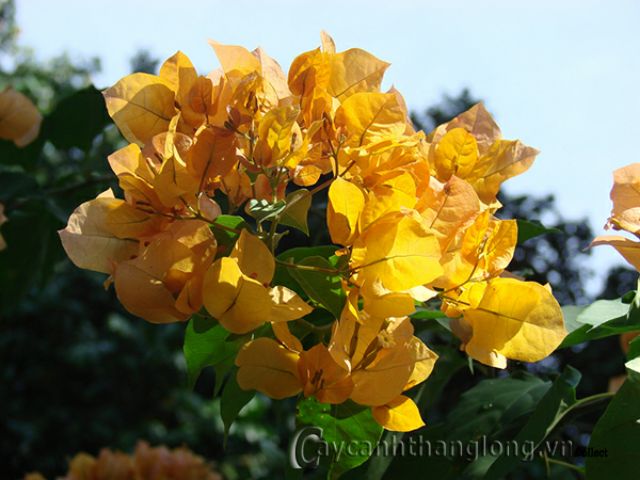 Cây hoa giấy  siêu hoa