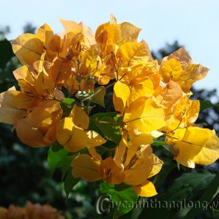 Cây 🌲 Hoa Giấy ( màu vàng ) siêu hoa Leo ♌ giàn