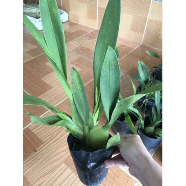 Phong lan vũ nữ hoa thơm trưởng thành các loại