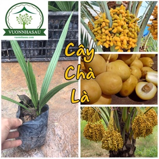 Cây Chà Là Ăn Quả - Chà Là Thái