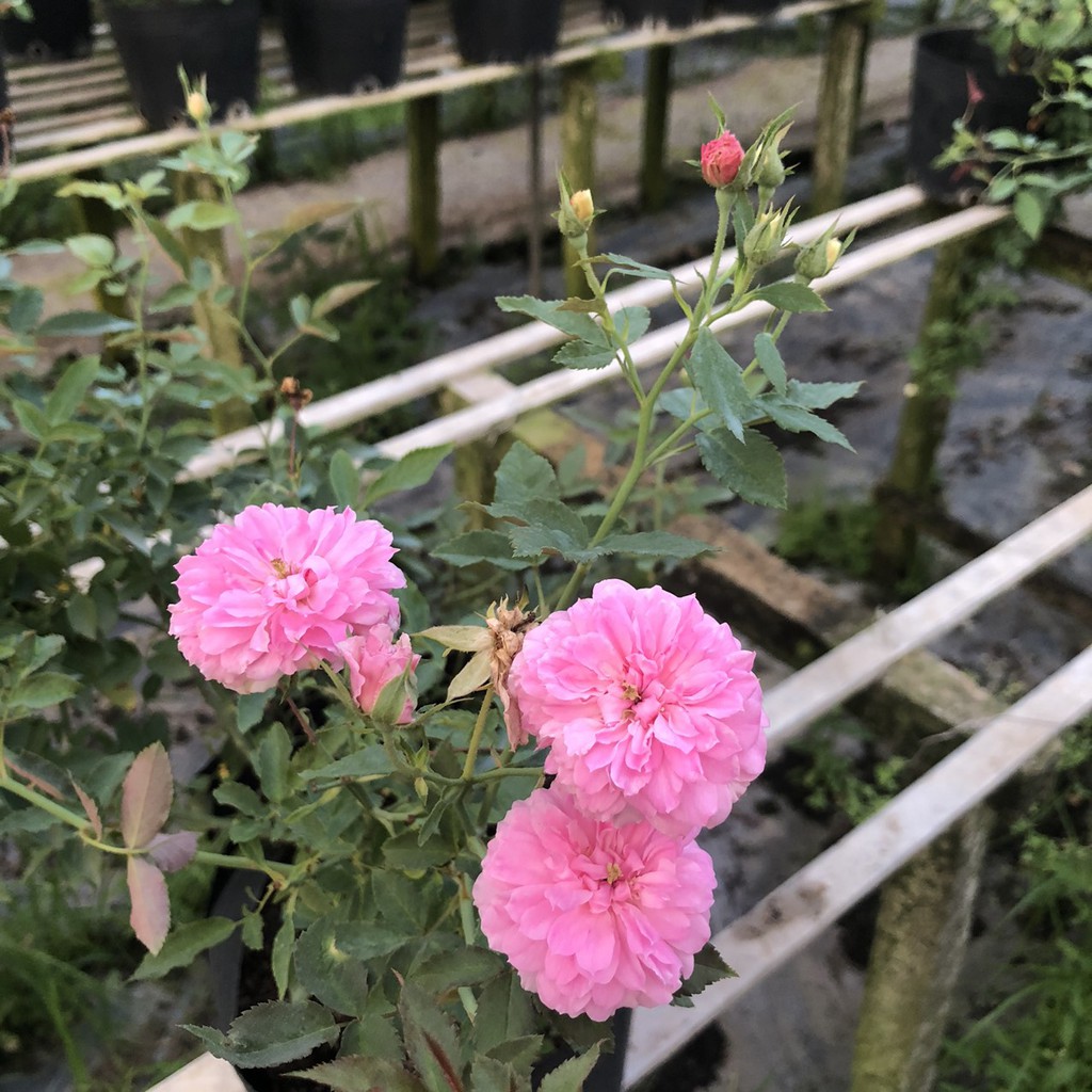 [Cây giống hoa] Hồng bụi Sweet Chariot Rose cho hoa màu tím rượu vang bông chùm - shop BÉ MẦM 06 HCM