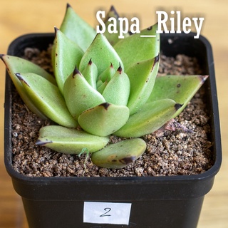 Sen đá Echeveria nhiều màu