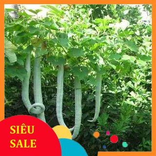 5g Hạt giống Khổ qua tây (tặng gói kích nẩy mầm và hướng dẫn) VIETPHAT