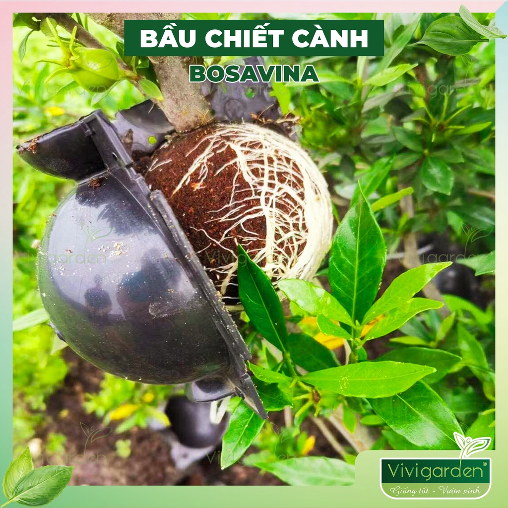 1 Bầu nhựa hộp chiết cành bosavina hỗ trợ chiết cành tạo rễ cực tốt bền hơn 4 năm