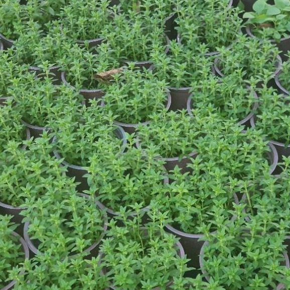 Rau chậu - Ngò om TACY'S GARDEN 100% rau sạch nhà vườn trồng