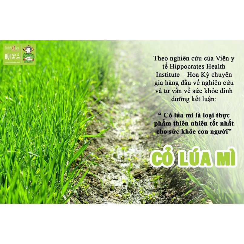 Bột cỏ lúa mì 100% nguyên chất Dalahouse (Wheat grass powder) - Hộp thiếc 150g siêu tiết kiệm - Organic 100%