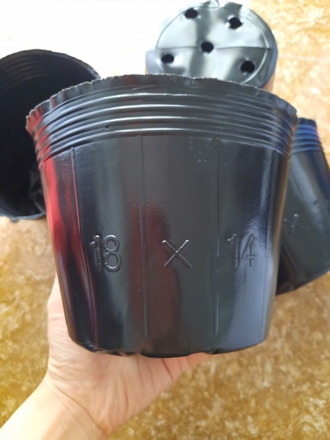 1kg chậu ươm cây chọn size