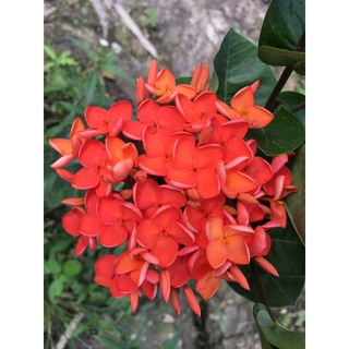 Bông Trang Cam Đài Loan ( Cây Giống cao 40cm )