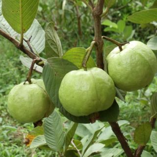 Cây ổi nữ hoàng