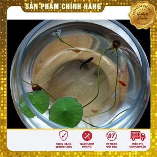 -35% COMB0 10 HẠT SEN MINI NHẬT + 5 súng thái