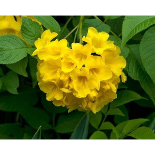 CÂY GIỐNG CÂY SÒ ĐO VÀNG( CÂY HUỲNH LIÊN)
