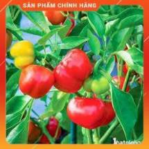 VNUA -  HẠT GIỐNG ỚT NGỌT NHIỀU MÀU GÓI 10 HẠT