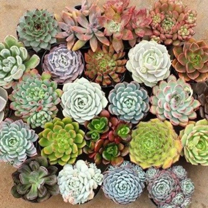 Combo 10 bầu sen đá 🌵FREESHIP🔥Đã thuần khí nóng🌟  lỗi 1 đổi 1