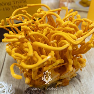 [Hoàng Linh Biotech] Đông Trùng Hạ Thảo Tươi 50g
