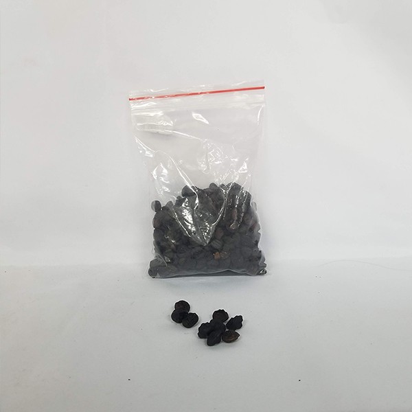 Hạt Dổi Rừng Sa Pa Loại Gia Vị Đặc Biệt Của Tây Bắc Ăn Một Lần Nhớ Cả Đời, Gia Vị Ngon Cho Mọi Nhà | BigBuy360 - bigbuy360.vn