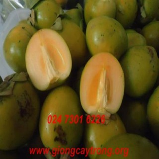 CÂY GIỐNG HỒNG GIA THANH( ĐẶC SẢN PHÚ THỌ)