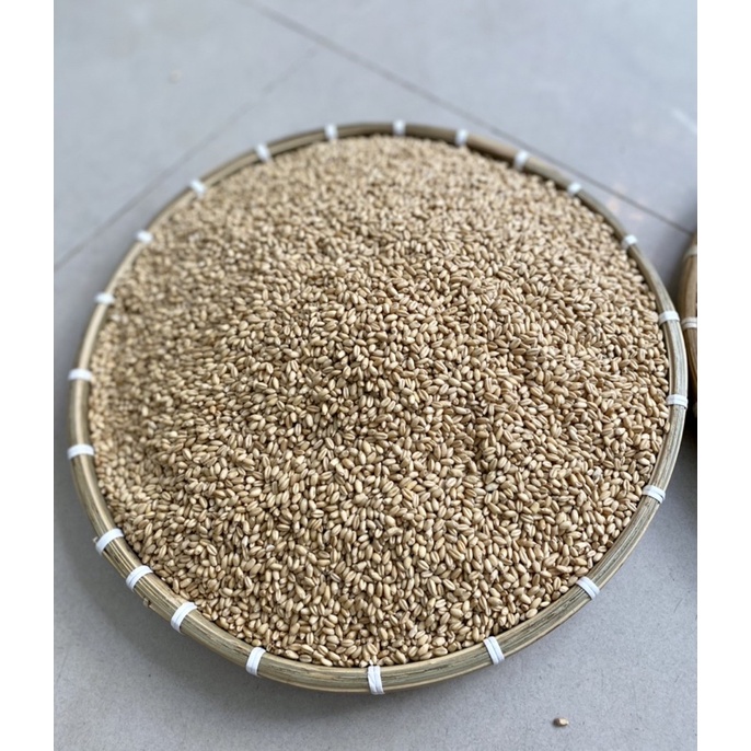 Lúa mì thức ăn cho vật nuôi.Cung cấp dinh dưỡng cho thú cưng