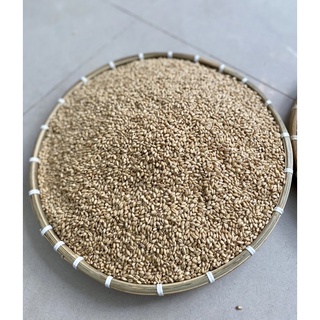 Lúa mì thức ăn cho vật nuôi.Cung cấp dinh dưỡng cho thú cưng