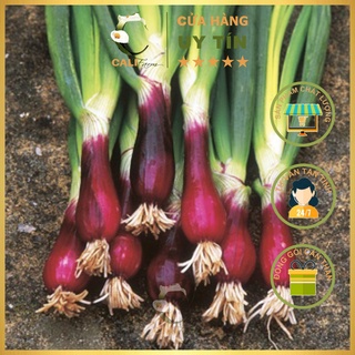 Hạt giống Hành Lá Gốc Tím Rado 938 (2gr)