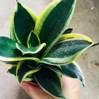 Lưỡi hổ thái búp sen thái lùn