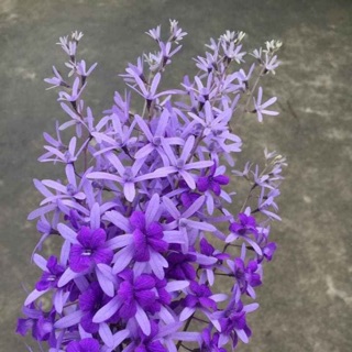 Cây hoa mai xanh thái