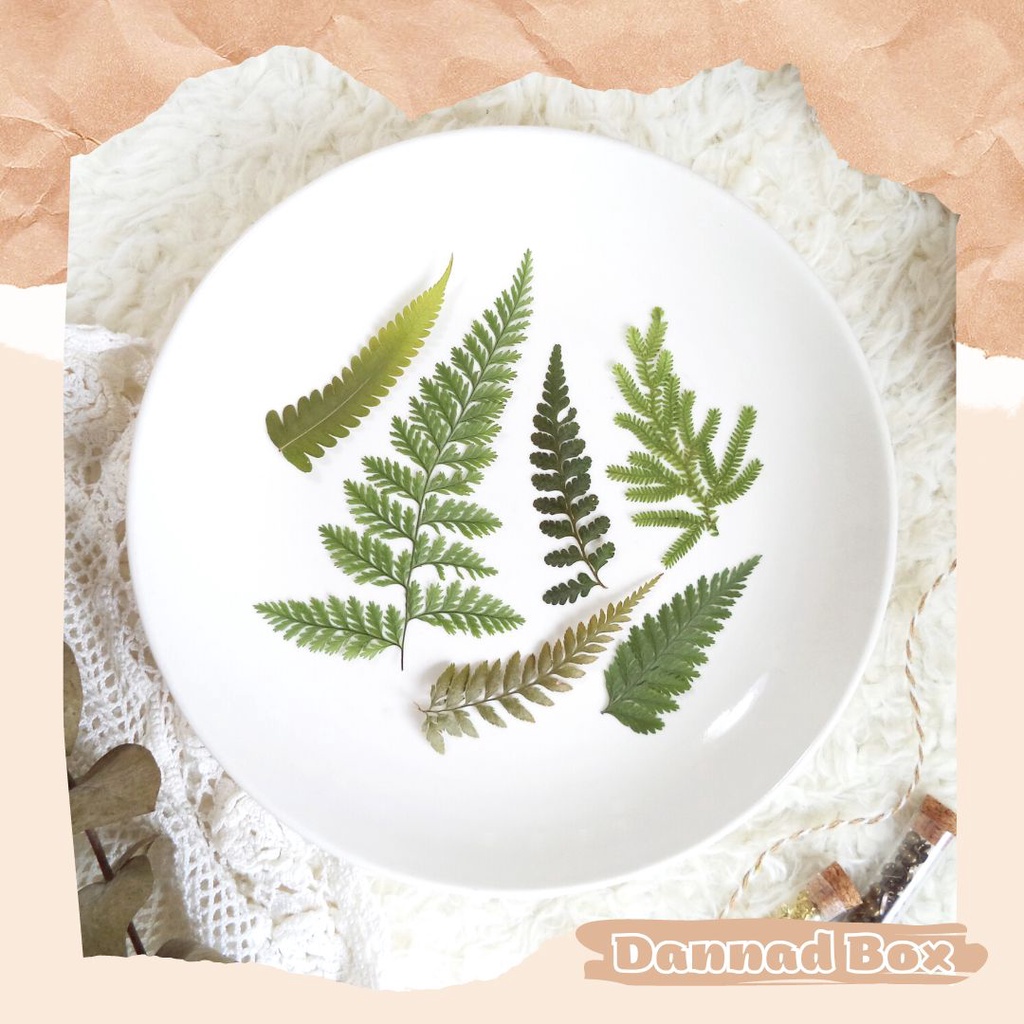 Set 15 Lá Dương Xỉ Ép Khô Dùng Trang Trí Decor Resin DIY