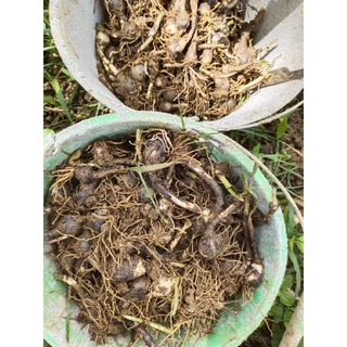 1kg củ huệ mưa rẻ vô địch