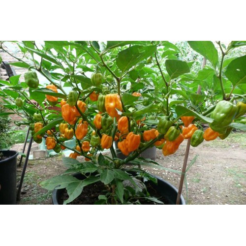 Hạt giống Ớt Siêu Cay Habanero Mỹ [Video cây trồng thật tại shop]