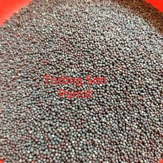 Hạt mần ri hoa vàng(hạt cải dầu) kích lửa cho cu gáy, bóng long...