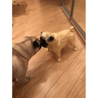 Mô hình giấy Chó Pug