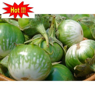 HẠT GIỐNG CÀ BÁT XANH - gói 1 gam