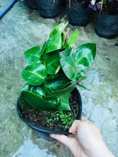 CÂY THẰN LẰN LEO TƯỜNG