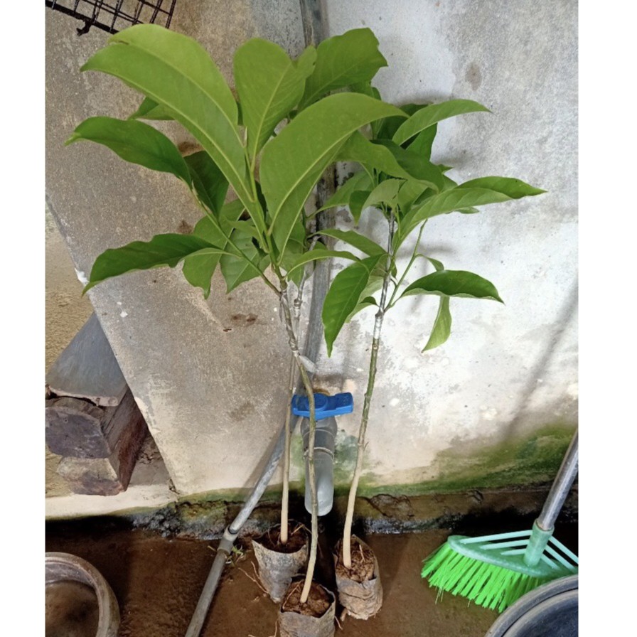 3 Cây Giống Dổi Nếp Rừng Lấy Hạt, Dổi Nếp Ghép Dổi Nếp Thực Sinh Bầu Đất 1kg Cây Cao Khỏe