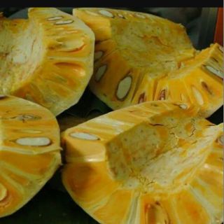 Cây giống mít thái siêu sớm ra quả sau 18 tháng