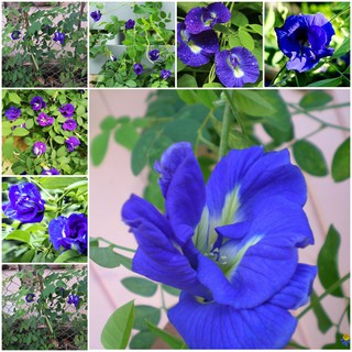 Hạt GIỐNG HOA ĐẬU BIẾC DỄ TRỒNG DÙNG PHA TRÀ UỐNG CỰC TỐT CHO SỨC KHỎE GÓI 20  Hạt