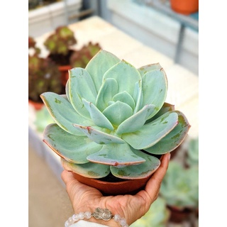 Sen đá Nhật Echeveria Hakuhou