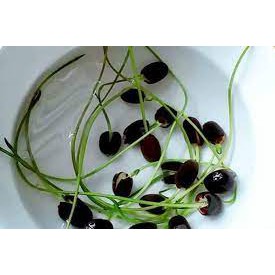 10 HẠT GIỐNG SEN BÁCH DIỆP