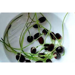 1 KG HẠT GIỐNG HOA BÁCH DIỆP