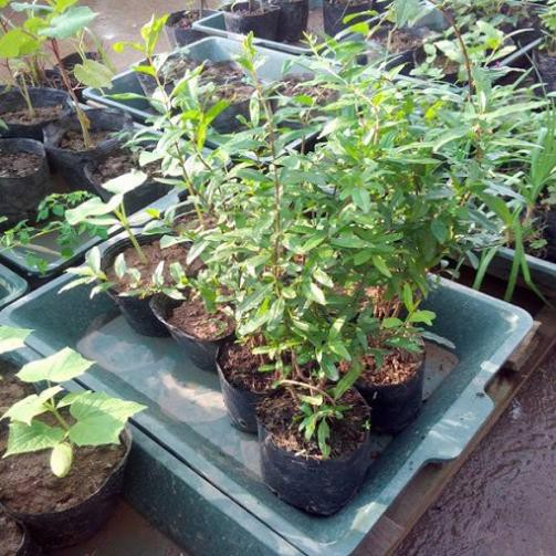 Sản phẩm Cây giống LỰU LÙN (LỰU LÙN BONSAI) + Tặng (0,3kg) phân hữu cơ cao cấp