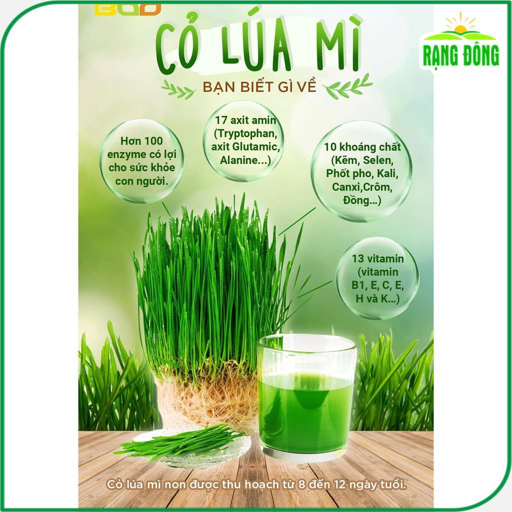 Hạt giống Mầm Lúa Mạch (Cỏ Lúa Mì) Dễ Trồng, Thơm, Ngọt (gói 100 gram) - Hạt Giống Phú Nông