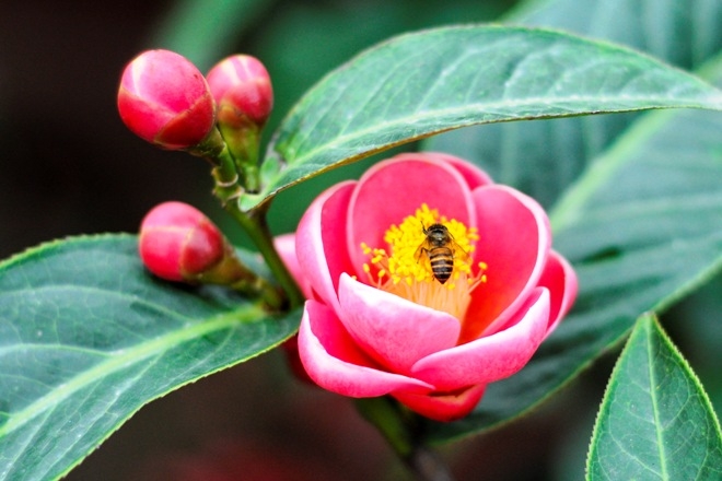 Cây hoa hải đường, hoa hải đường hồng cánh sen, Chậu hoa hải đường đang nụ nở hoa đúng dịp tết