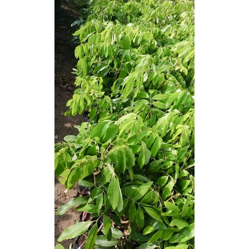 CÂY GIỐNG NHÃN THÁI IĐO