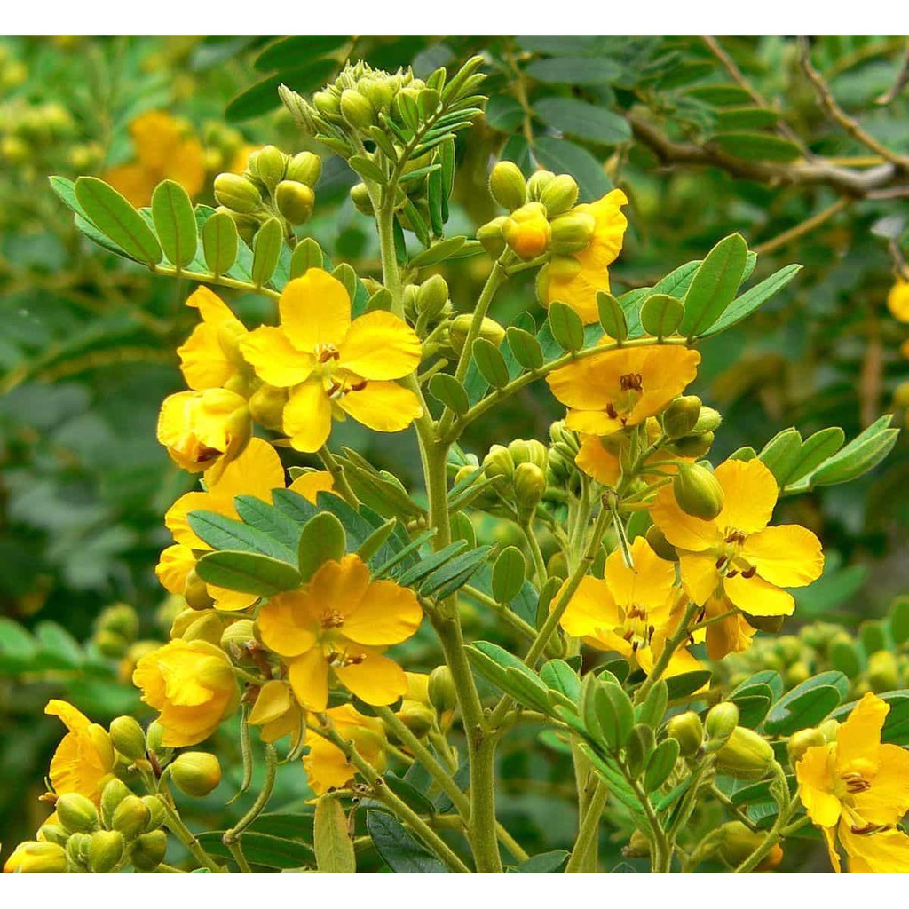 Lá phan tả diệp khô 500g | BigBuy360 - bigbuy360.vn