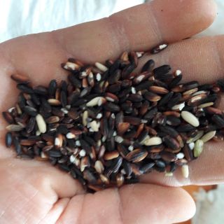 Gạo nếp cẩm Điện Biên