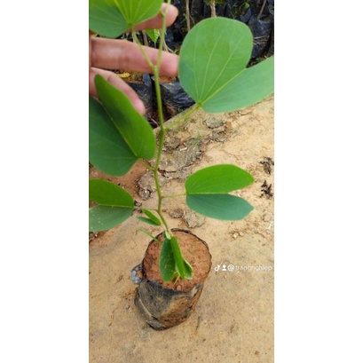 Cây giống ban trắng tím